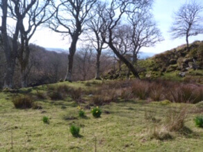 woodland Kintyre